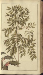 A page from the 
