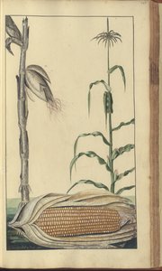 A page from the 