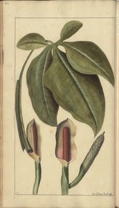 A page from the 