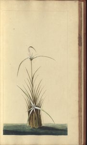A page from the 