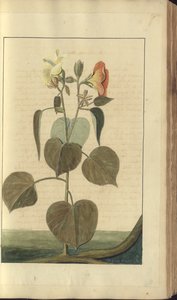 A page from the 
