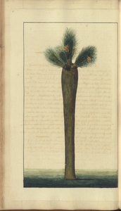A page from the 