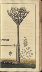 A page from the 