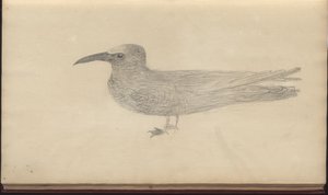 A page from the 