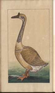 A Page from the 