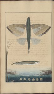 Lindsay Drawings Vol. VII by John Lindsay