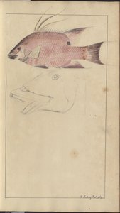Lindsay Drawings Vol. VII by John Lindsay