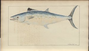 Lindsay Drawings Vol. VII by John Lindsay