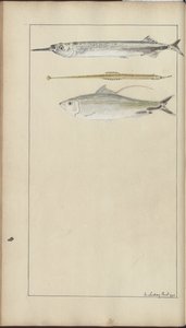 Lindsay Drawings Vol. VII by John Lindsay