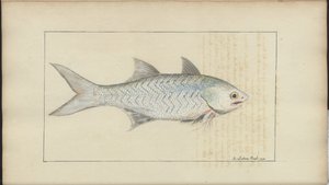 Lindsay Drawings Vol. VII by John Lindsay