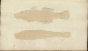 Lindsay Drawings Vol. VII, 21 by John Lindsay