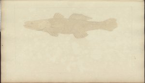 Lindsay Drawings Vol. VII, 22 by John Lindsay