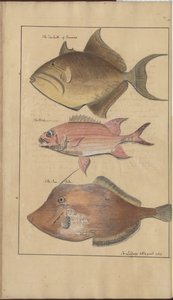 Lindsay Drawings Vol. VII, 6 by John Lindsay