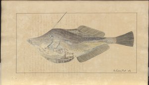 Lindsay Drawings Vol. VII, 7 by John Lindsay