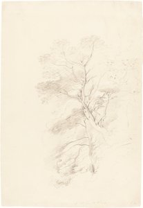 A Beech Wood by John Linnell