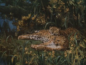 Indian Leopards