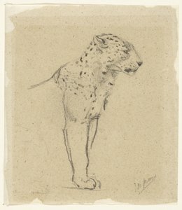 Study of a Standing Leopard by John Macallan Swan