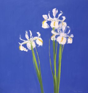 Dutch White Exelsior, 2000