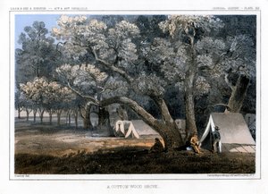 A Cotton Wood Grove by John Mix Stanley