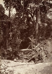 Tropical Scenery, The Brook El Bano, Chipigana by John Moran