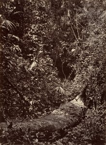 Tropical Scenery, Tropical Forest, 1871 by John Moran