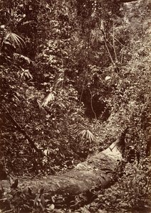 Tropical Scenery, Tropical Forest by John Moran