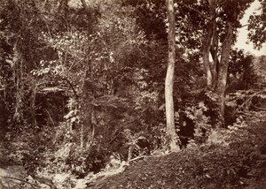 Tropical Scenery, View Near Chipigana