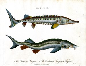 Accipenser: Sturgeon Species