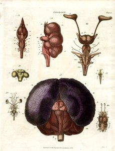 Anatomical Illustrations of Brain and Nervous System (Plate 6) by John Pass