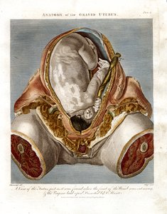 Anatomy of the Gravid Uterus
