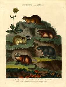 Marmots and Arnica