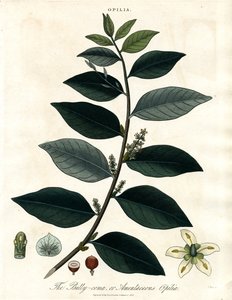 Bally-comb or Amentaceous Opilia