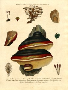 Blasia; Boletus; Buxbaumia; and Byssus by John Pass