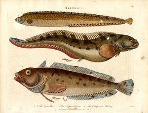 Blennies (Blennius) by John Pass