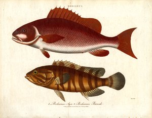Bodianus - Two Species of Sea Perch