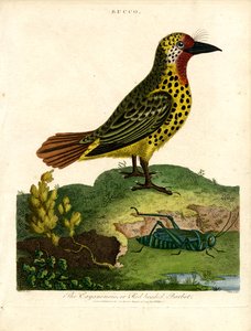Cayenne Barbet