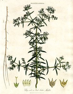 Chay-root or East-India Madder by John Pass
