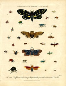 Chrysomela, Cicada and Cicindela
