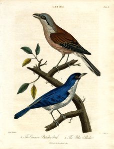 Common Butcher-bird and Blue Shrike