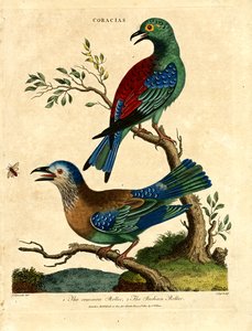Common Roller and Indian Roller