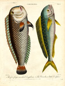 Coryphaena Species: Five Finger-marked Coryphaena and Little Dolphin by John Pass