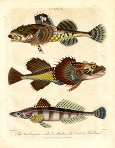 Cottus – Sculpins and Sea Scorpions by John Pass