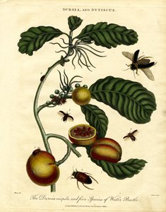 Duroia and Water Beetles by John Pass