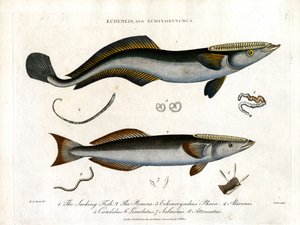 Echeneis and Echinorynchus: Sucking Fish and Thorny Salmon