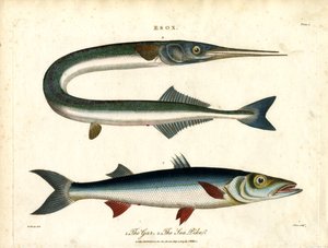 Esox: Gar and Sea Pike by John Pass