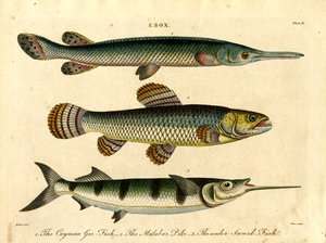 Pike and Swordfish Species by John Pass