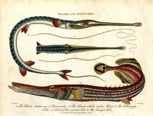 Thread Worms and Pipe Fishes by John Pass