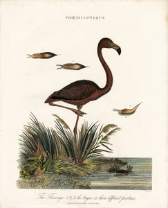 Flamingo by John Pass