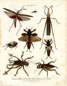 Curious Species of the Three First Divisions of Locusts