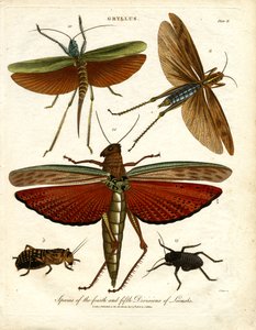GRYLLUS: Species of the Fourth and Fifth Divisions of Locusts